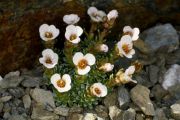 Saxifraga marginata 'Cambridge Seedling'